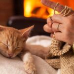 Wondering why cats sleep so much during the day? Learn the real reasons behind your cat’s long naps, sleep habits, energy bursts, and when to worry.