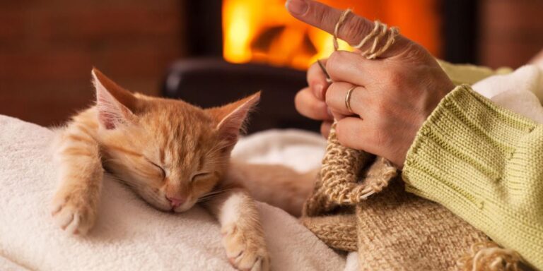 Wondering why cats sleep so much during the day? Learn the real reasons behind your cat’s long naps, sleep habits, energy bursts, and when to worry.