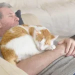 at sleeping near owner showing trust and love