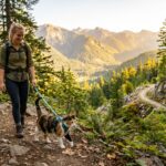 Adventurous tabby cat wearing a harness while hiking with its owner on a forest