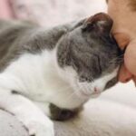 Slow blinking is one of the signs your cat has claimed you